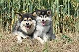 CHIEN FINNOIS DE LAPONIE 511